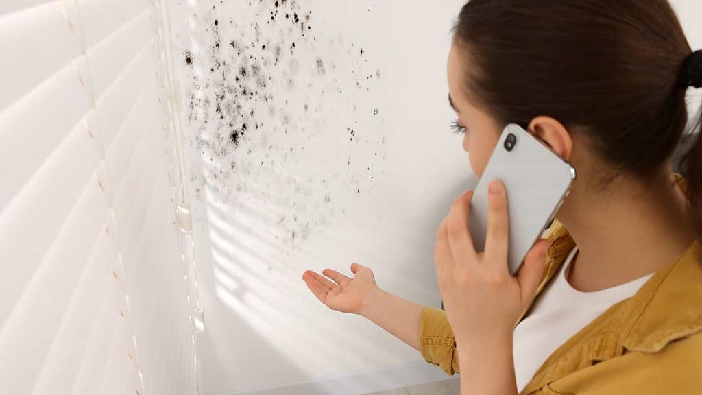 The Benefits Of Hiring Professional Mold Removal