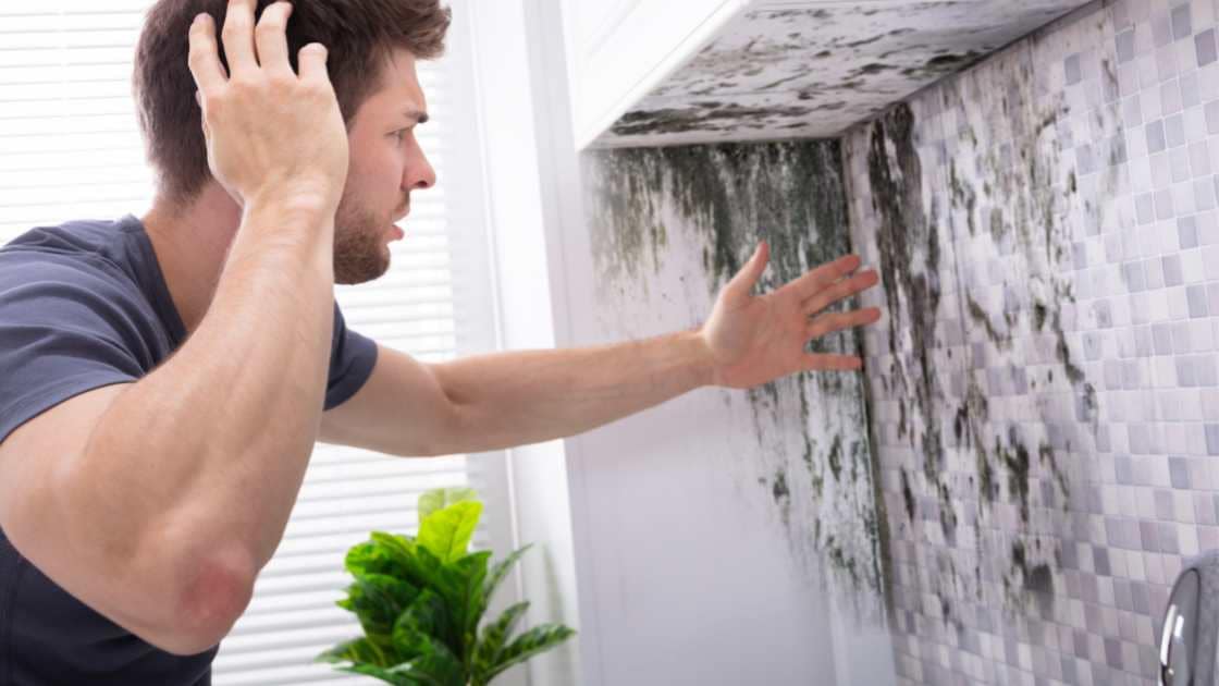 Mold in home removal