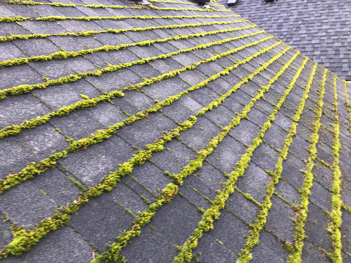 Forcewashing - Mossy Roof Cleaning - Gutter Cleaners in Vancouver WA