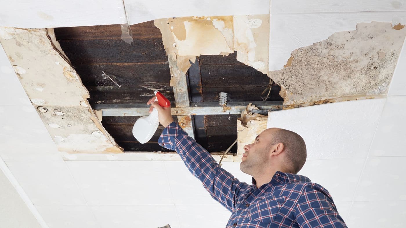 Hire a Professional Mold Remediation Company