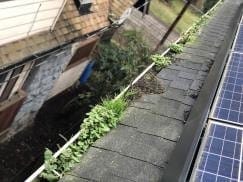 Close Encounters of the Roof & Gutter Kind 4 Plants in solar gutter Vancouver WA