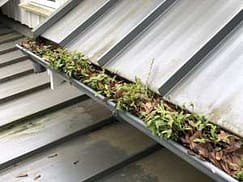 Close Encounters of the Roof & Gutter Kind 3 Plants growing in gutter in Vancouver WA