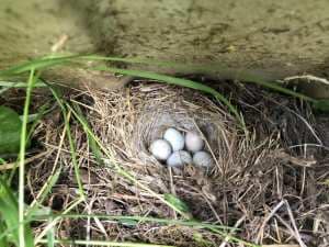 Close Encounters of the Roof & Gutter Kind 14 Bird nest
