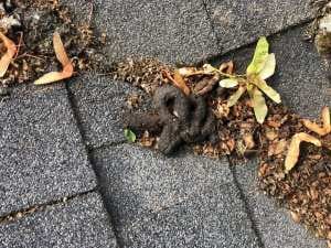 Close Encounters of the Roof & Gutter Kind 11 Animal waste on roof in Vancouver WA