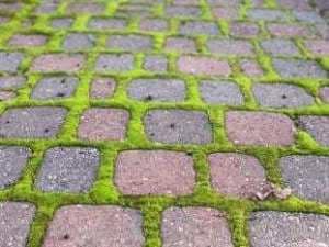 Close Encounters of the Roof & Gutter Kind 2 Driveway Brick Moss in Vancouver WA