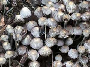 Close Encounters of the Roof & Gutter Kind 13 fungal forest