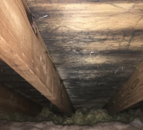 Mold in Attic