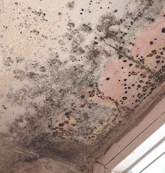 Crawl Space Mold Removal