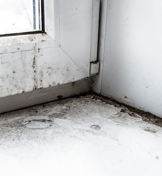 Tacoma Mold Removal