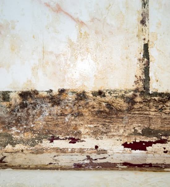 Mold Testing Tacoma