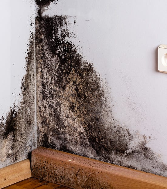 Black Mold Removal