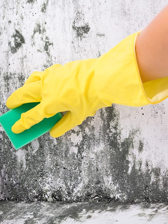 Mold Remediation Tacoma