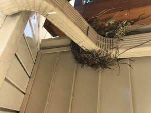 Gutter bird nest